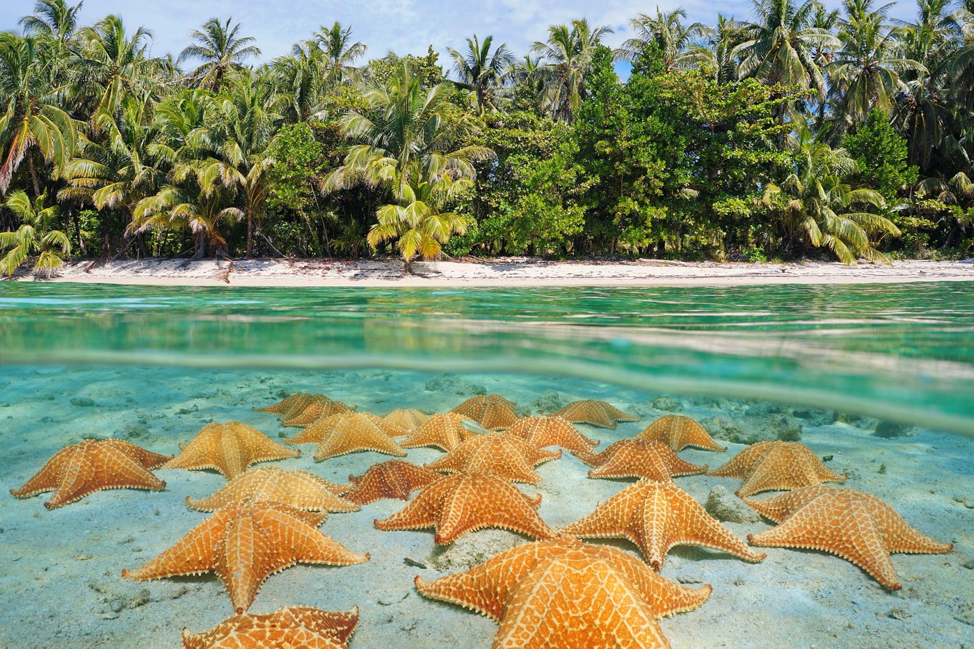 Cuando veas muchas estrellas de mar juntaspiensa que podrían estar desovando