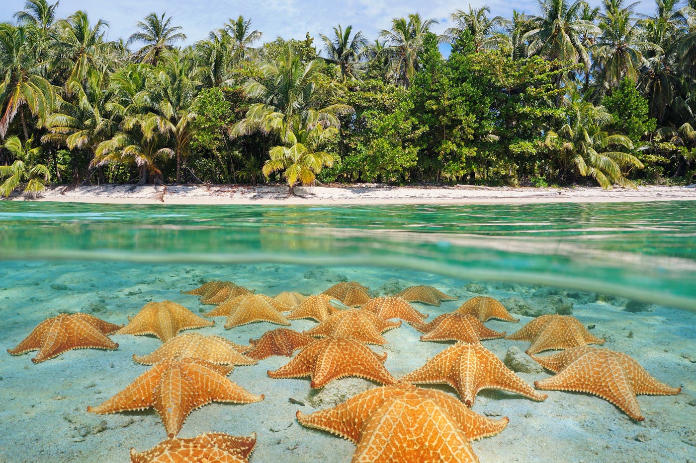 músico compilar Adelante ᐈ ¿Por qué no debes manosear y sacar del agua a las estrellas de mar?