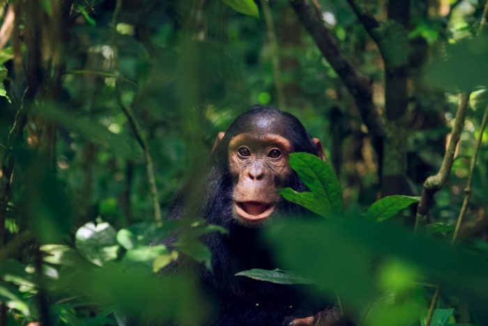 Chimpancé