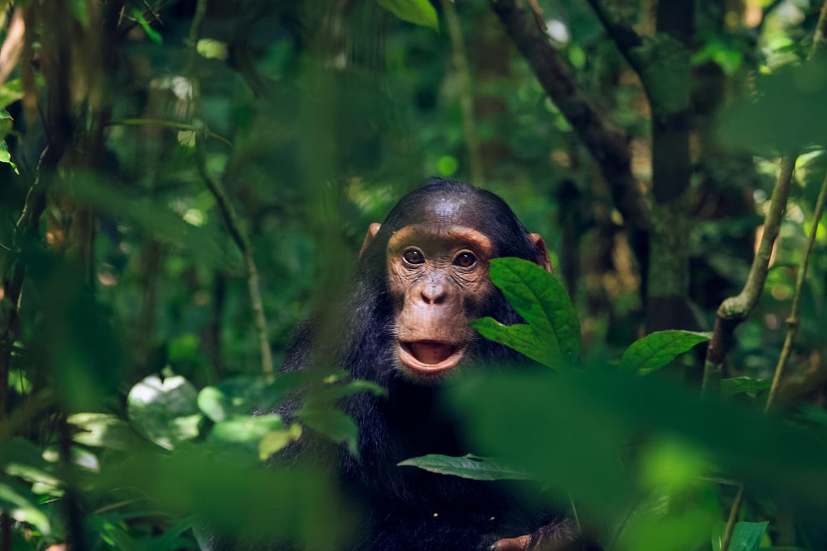 Chimpancé