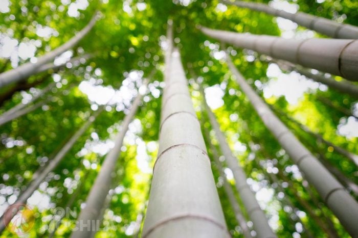 El bosque invita a la meditación, si no hay mucha gente