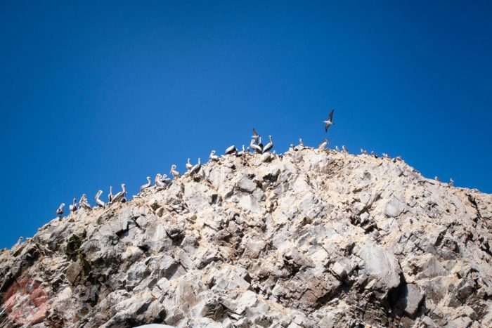 La fauna es el motivo principal para visitar las islas Ballestas