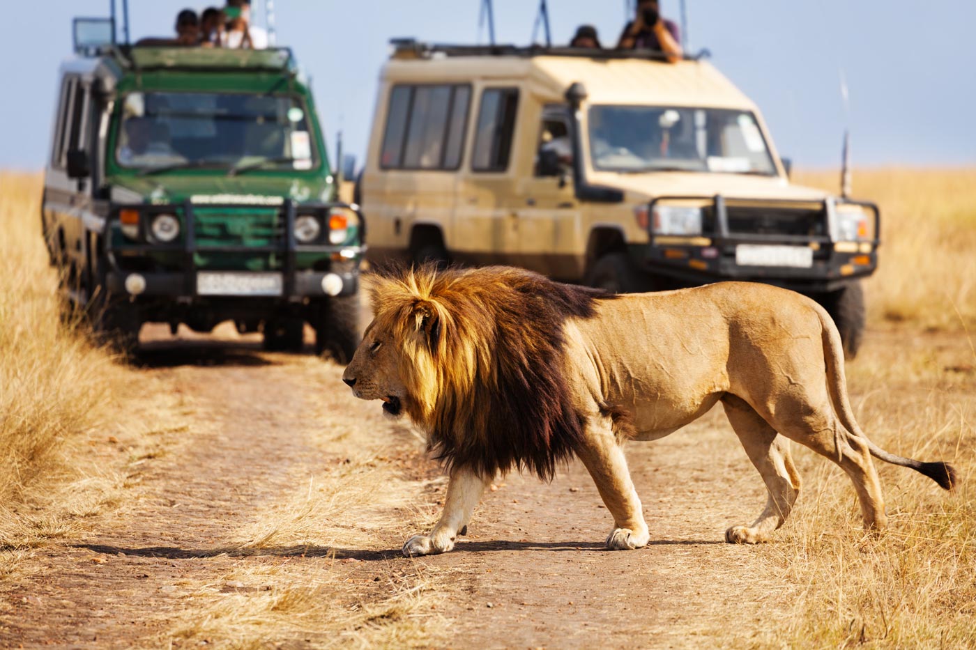 Safari