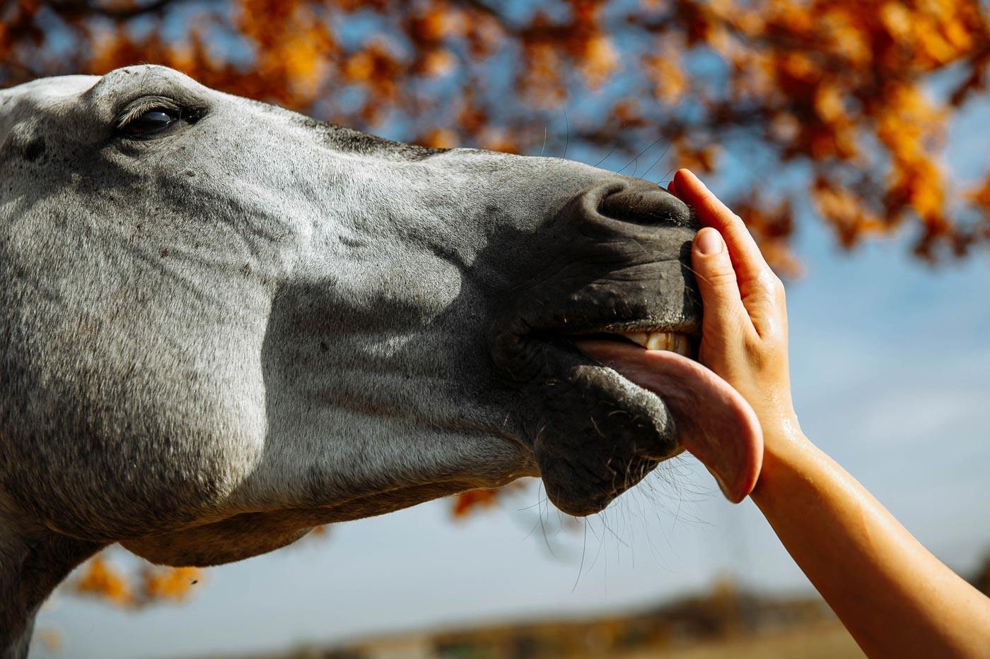 Relación con caballos