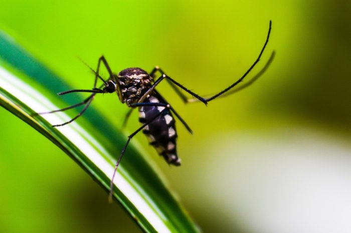 Chikungunya mosquito 4