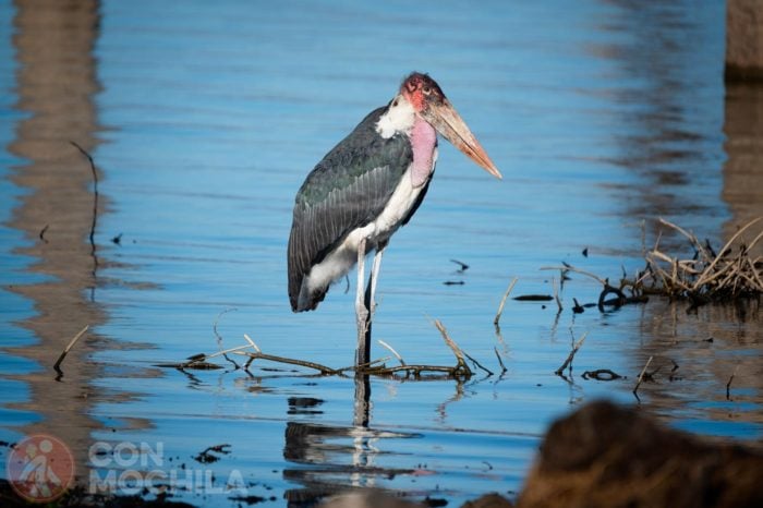 Marabú en el lago Naivasha