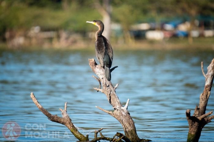 Cormorán
