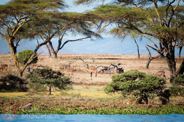 Bienvenidos al lago Naivasha