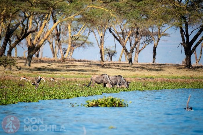 Ñues bebiendo del lago Naivasha