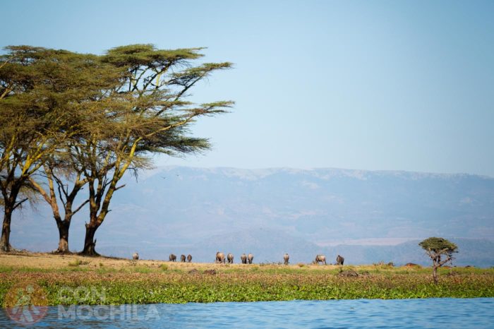Fauna de la isla