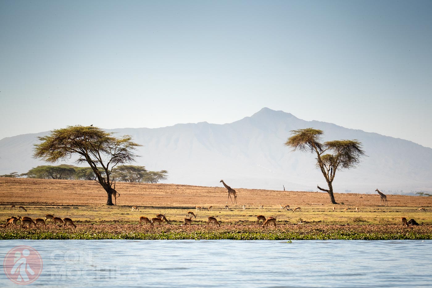 Portada Naivasha