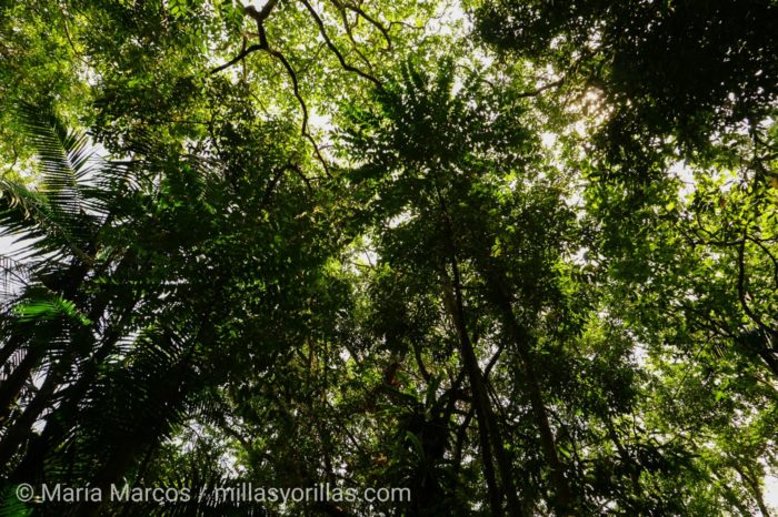 Se dice que los árboles están tan densamente llenos, que la lluvia que cae sobre el canopy puede tardar hasta 10 minutos en caer al suelo.