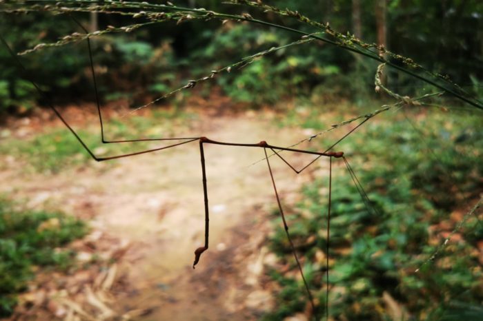 Los insectos de la jungla tienen unos colores y formas espectaculares, parecen irreales. 