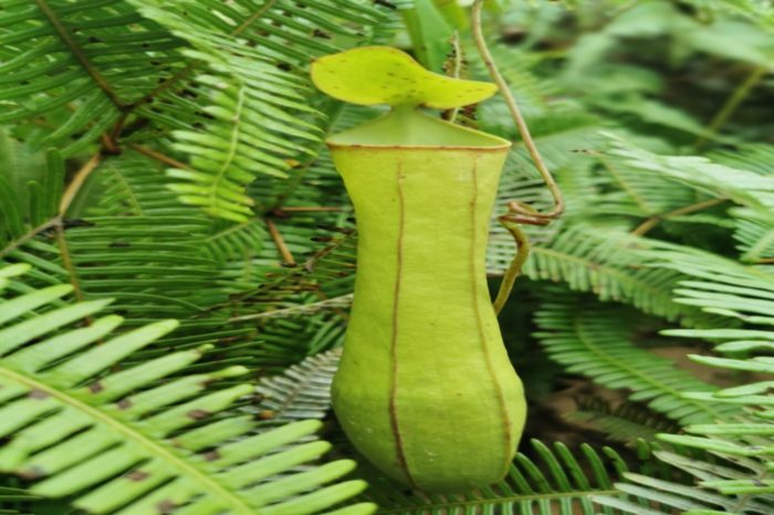 Durante millones de años las especies en la selva tropical han evolucionado creando especies únicas.