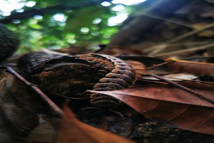 Insectos prehistóricos y gigantes se mueven sigilosos entre la hojarasca.