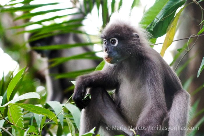 Como la mayoría de los monos de hoja, el langur vive típicamente en grupos.