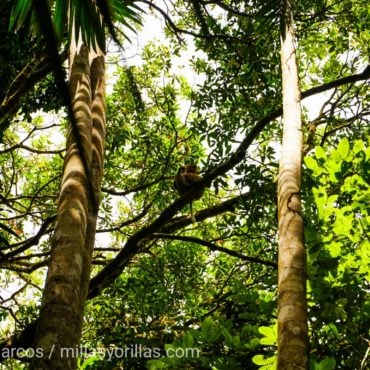 Las selvas tropicales albergan la mitad de todas las especies de animales y plantas vivas del Planeta.