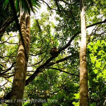 Las selvas tropicales albergan la mitad de todas las especies de animales y plantas vivas del Planeta.