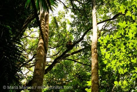 Las selvas tropicales albergan la mitad de todas las especies de animales y plantas vivas del Planeta.