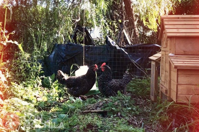 La crónica cósmica. Todas mis gallinas se llaman...