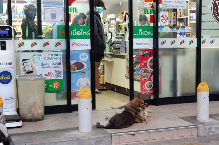 perros 7 eleven