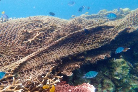 Las redes de pesca abandonadas, van atrapando a la fauna marina silenciosamente.