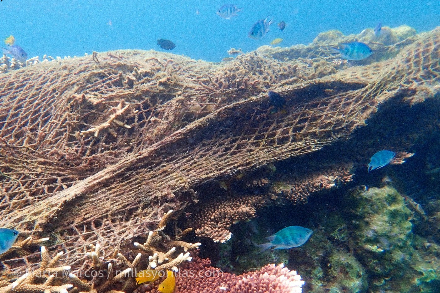 Las redes de pesca abandonadas, van atrapando a la fauna marina silenciosamente.