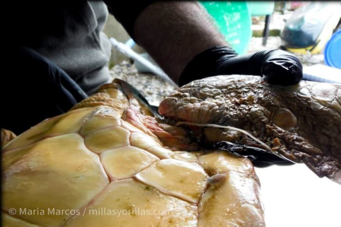 tortuga cemma millasyorillas