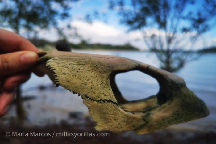 turtleskull mariamarcos
