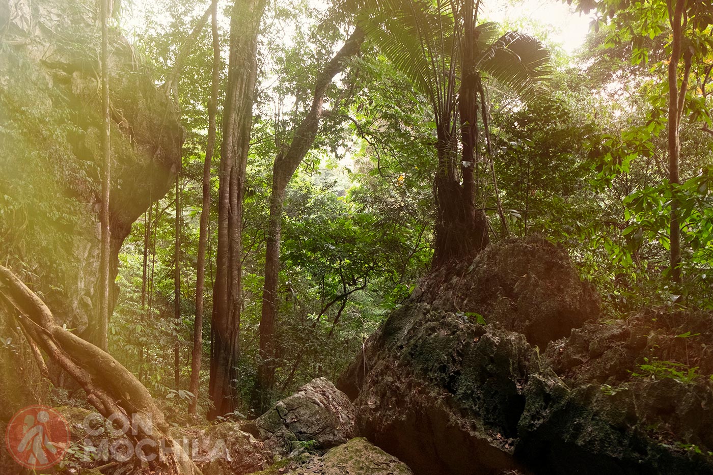 RELATO selva
