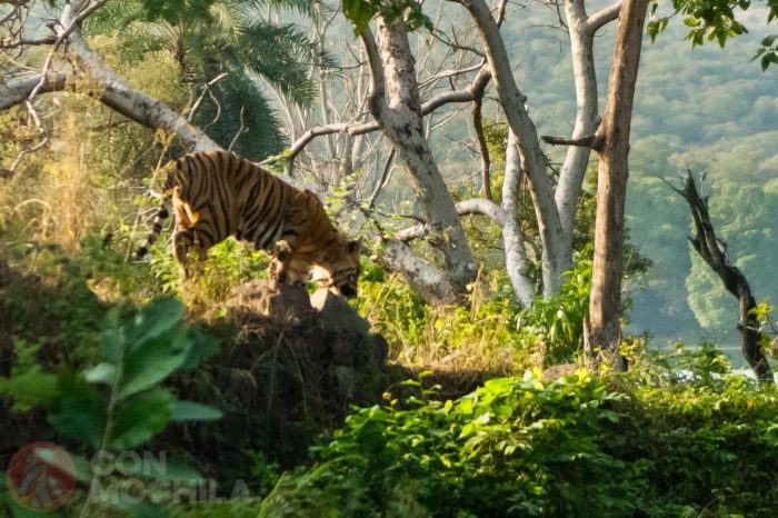 Relato divergente. El tigre