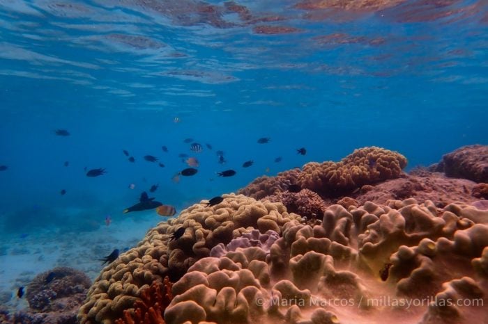 arrecife coral mariamarcos millasyorillas