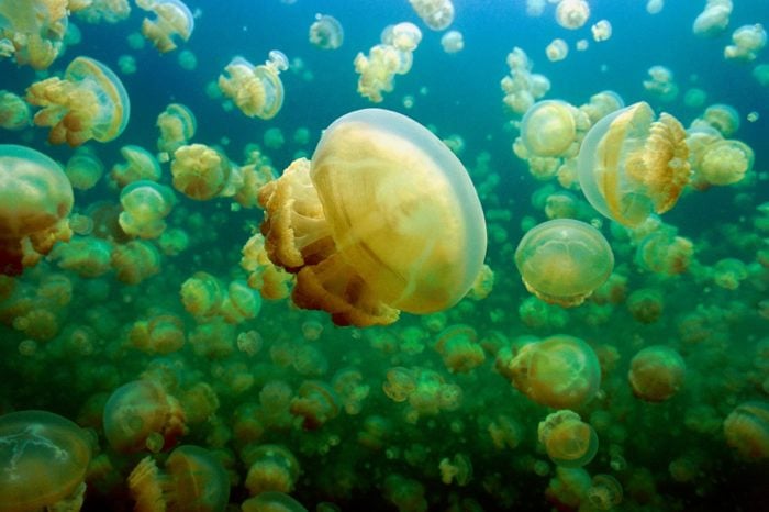 Medusas
