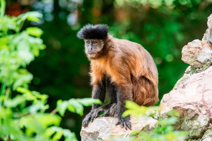Los peligros de los ecovoluntariados