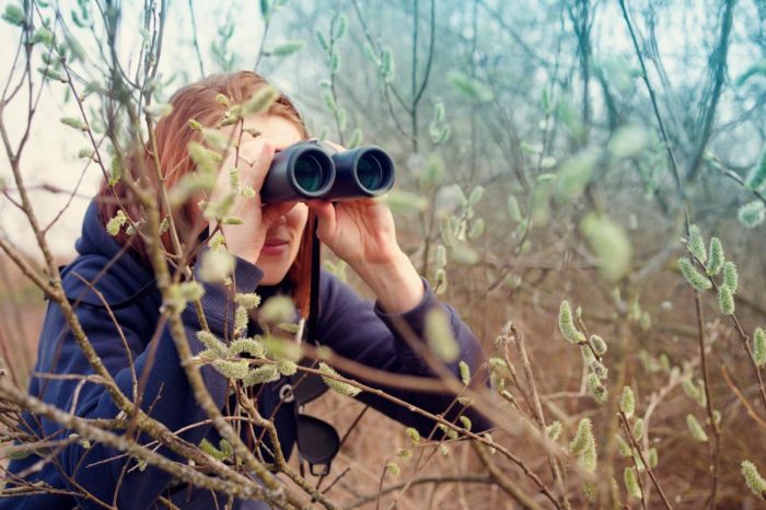 Buscando fauna salvaje