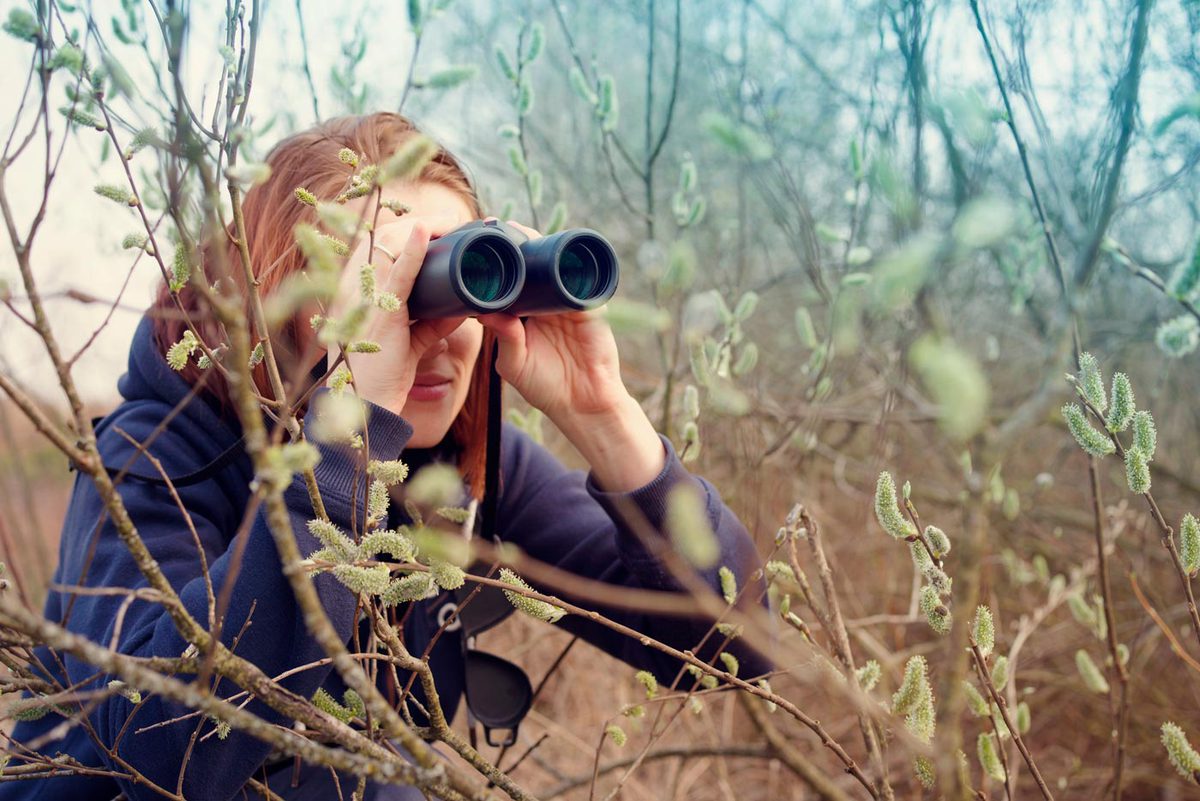 Buscando fauna salvaje