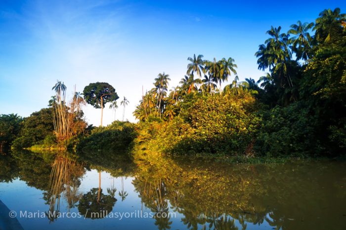 mangrove melaka