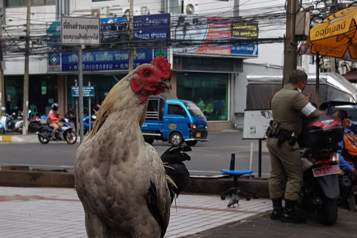 gallo policia