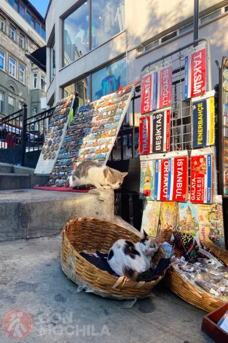 Mininos de Estambul