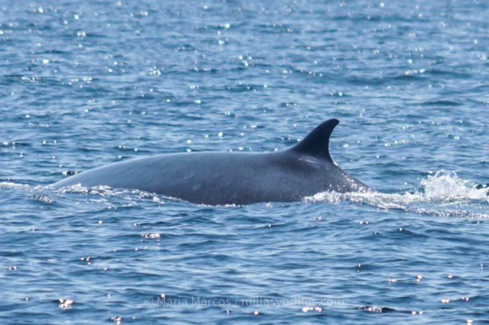 Majestuoso rorcual tropical - Balaenoptera edeni -