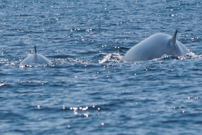 La cría y la madre de ballenas juntas