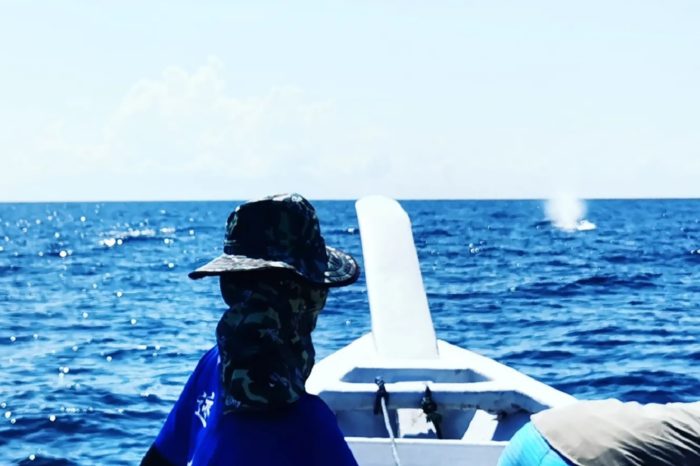 Ballenas a lo lejos resoplando. A través de sus espiráculos expulsan vapor de agua.