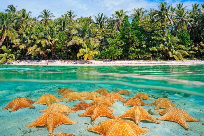 Las famosas estrellas de mar