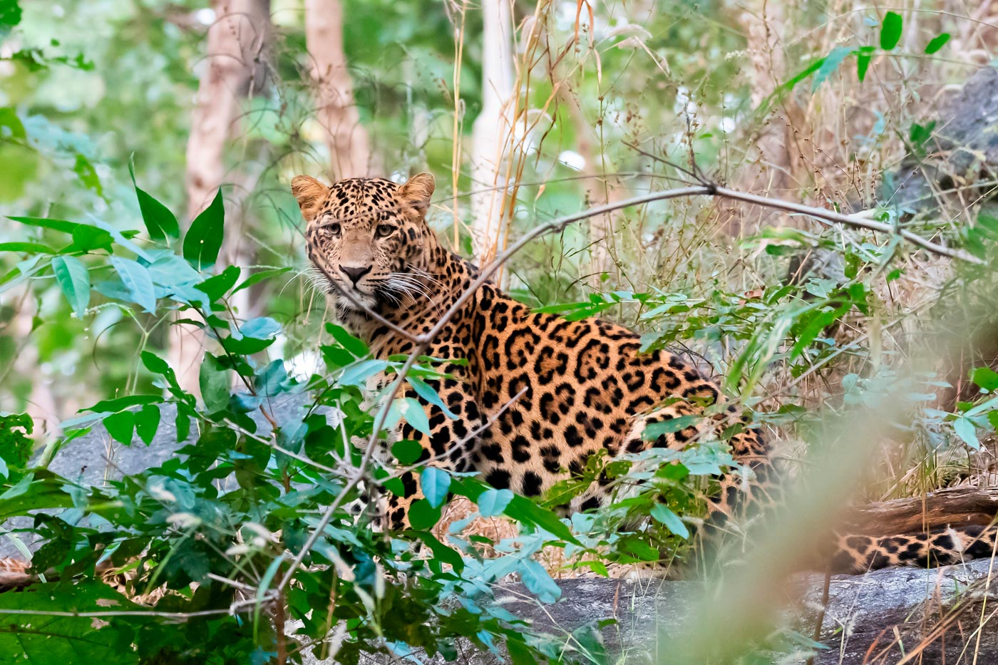 La crónica cósmica. Donde reina el leopardo