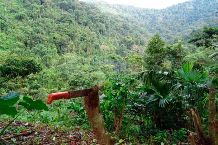 Machete para abrir camino en la selva