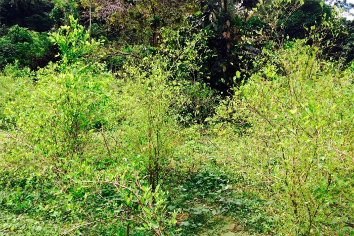 Plantación de coca