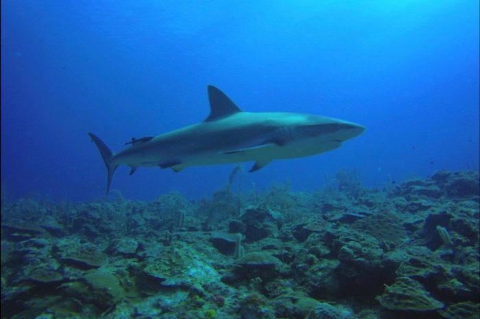 De buceo en la barrera de coral de Providencia