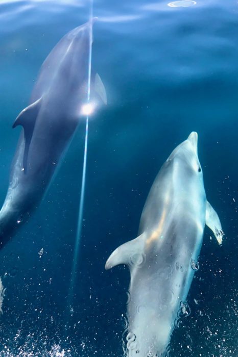 Foto de mi amiga con los delfines….