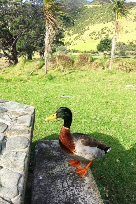 Patos del picnic
