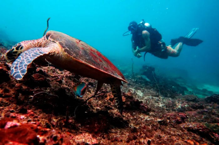 Buceo en Koh Phi Phi